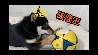 黒柴犬 やっぱり破壊王⚽After all, destruction king