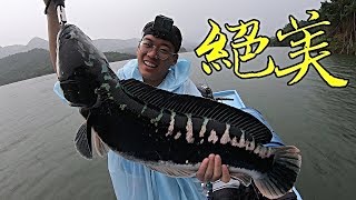 兇猛大物水花狂炸！外來種肆虐全台！【台湾大钓哥 Ep9】多曼 ft.谢洸侠