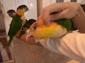 ズグロシロハラインコ＆シロハラインコ（エキゾチックサプライ）