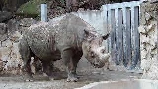 【閲覧注意】サイのうんちシーン @ 上野動物園 / Rhinoceros pooing @ Ueno Zoo