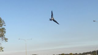 Attacked by masked lapwings on the Sunshine Coast, Queensland