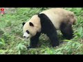 圓寶上坡躺吃野食後上樹睡 漏了午後餐 睡飽自己下樹 giant panda yuan bao 圆宝 貓熊 大貓熊 大熊貓