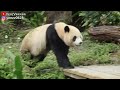 圓寶上坡躺吃野食後上樹睡 漏了午後餐 睡飽自己下樹 giant panda yuan bao 圆宝 貓熊 大貓熊 大熊貓