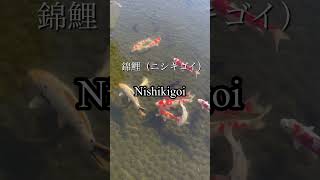 🐠錦鯉（ニシキゴイ）Nishikigoi  #shorts 【日本庭園】　#錦鯉　#鯉