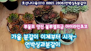 호산나다육 언박싱과분갈이 함께해요  루돌프군생 양진 블루엘프금 아이라인초코succulents  plant 多肉植物