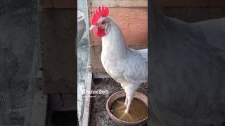 Adorable Rooster Crowing Sounds | Amazing Rooster Crowing Loudly | shorts🐓💕