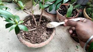 How to care alamonda plant/ অ্যালামন্ডা গাছের যত্ন....