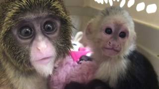 Rechecking a baby De Brazza’s monkey after a caracal attack