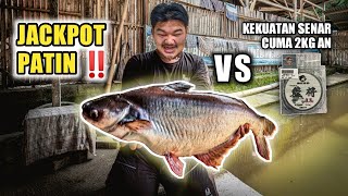 JACKPOT PATIN‼️ dengan Umpan Sasak Ikan Mas