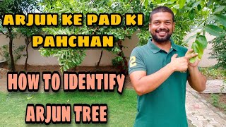 Arjun ke ped ki pahchan | How to identify Arjun tree