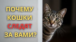 ПОЧЕМУ ВАША КОШКА ВСЕГДА СЛЕДИТ ЗА ВАМИ?