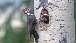 How Woodpeckers Are Saving the World