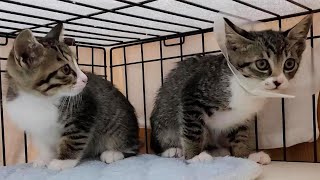 まだ人間が信じられない子猫、足の悪化で一日入院する