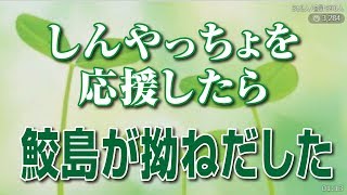 【金バエ】しんやっちょを応援したら、鮫島が拗ねだした