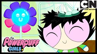 Oh Papatya! | Powerpuff Girls Türkçe | çizgi film | Cartoon Network