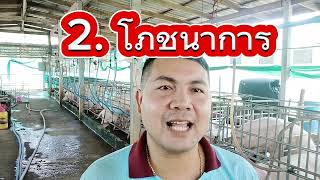 หมูแม่พันธุ์ไม่ยอมติดสัด #ธนสารฟาร์ม #คนเลี้ยงหมู #เรื่องหมูๆ #pig #ธนสารการเกษตร #animal