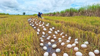 Mrs Lina ! Collect wild duck eggs in the harvested fields and collect more eggs