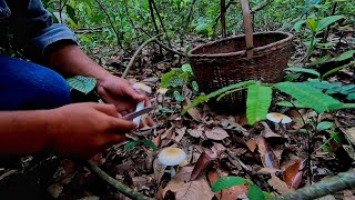 เข้าป่าแต่เช้าหาเห็ดระโงกขาว ระโงกแดงดอกบานเต็มเลย..wild mushrooms picking