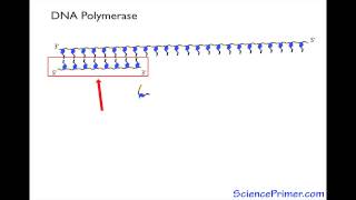 DNA polymerase Overview