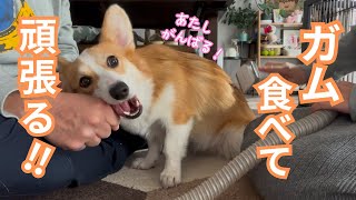 【第110話】初めての“コレ”でブラッシング！【コーギー犬】