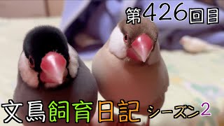 文鳥飼育日記シーズン2第426回目