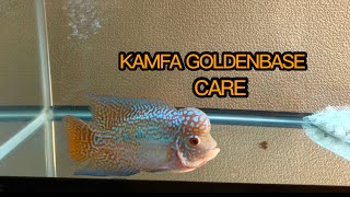 Kamfa Golden base Flowerhorn care video