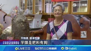 果然是阿嬤種的! 九如7旬農民阿嬤 種出\