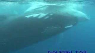 ルルツ島ザトウクジラ　rurutu Is． humpback whale　No．12