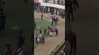 2023/12/28 中山競馬11Rホープフルステークスパドック 藤田菜七子騎手騎乗（3番アンモシエラ） #現地観戦 #パドック  #藤田菜七子 #ホープフルステークス