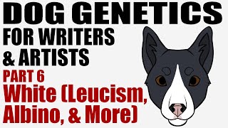 Dog Genetics for Writers \u0026 Artists part 6: White [CC]