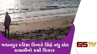 Porbandar : માધવપુર દરિયા કિનારે સિંહે વધુ એક કાચબીનો કર્યો શિકાર