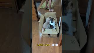 ダンボールニャンコ😺 #shorts  #short  #猫 #猫動画 #保護猫