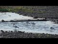 e0393　大分川　ソリハシセイタカシギ6羽　oita river 6 pied avocet