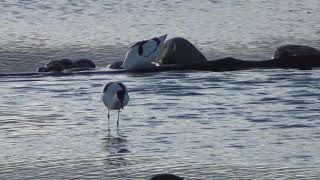 E0393　大分川　ソリハシセイタカシギ6羽　Oita River   6 Pied avocet