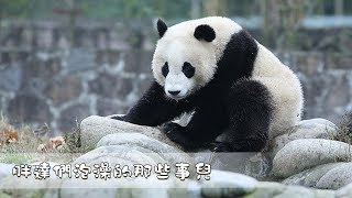 《熊貓TOP榜》第94期 胖達們泡澡的那些事兒 | iPanda熊貓頻道