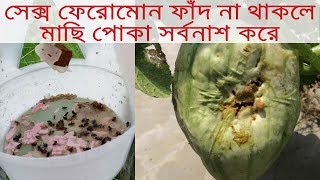 সেক্স ফেরোমোন ফাঁদ না থাকলে মাছি পোকা যেভাবে সর্বনাশ করে Necessity of Sex Pheromone Trap