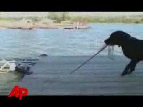 Cachorro Pescador - Showdevideos.com - YouTube