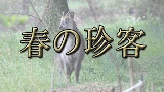 春の珍客「ニホンカモシカ」