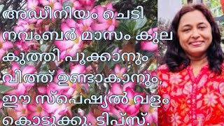 അഡീനിയം ചെടി നവംബർ മാസം കുല കുത്തി പൂക്കാനും വിത്ത് ഉണ്ടാകാനും ഈ സ്പെഷ്യൽ വളം കൊടുക്കു ടിപ്സ്