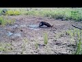 gray wolf волк canis lupus. green video. encyclopedia of wildlife project