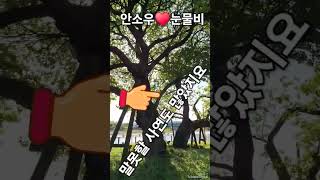 #안소우#타이틀곡#눈물비