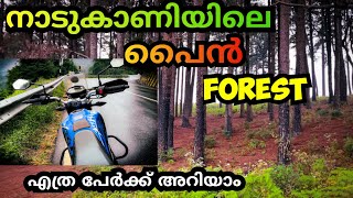 ഇങ്ങനെ ഒരു പൈൻ forest ഉണ്ടായിരുന്നോ നാടുകാണിയിൽ|nadukani|pine forest |Hatti | Gudalur |hidden place