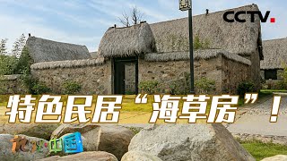 海草有哪些不为人知的特性？特色民居“海草房”又是如何搭建的？20230718 神奇的海域3·海底种草记（下） |《地理·中国》CCTV科教