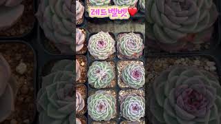 이쁨 가득 민이네다육 국민다육들❤️ 방문시 1,500원 택배시 2,000원 #plants #succulent #cactus #국민다육 #민이네다육 010-6863-0625