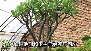 什么是平行枝 平行枝是留下好还是剪掉好 平行枝怎么修剪好