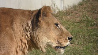 ライオン　オトちゃん　雄叫びを上げながら登場しました　【のんほいパーク】Lion Oto-chan Toyohashi Zoo