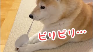 チ○プスターのフタで遊ぶ柴犬マコ