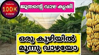 ഒരു കുഴിയിൽ 3 വാഴയോ, ജൂതന്റെ വാഴകൃഷി.banana farming in Israel malayalam, Israel vazha krishi.#vazha