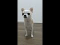 おすわりしたくなくておすわりしたフリをする犬 shorts