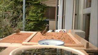 雀の喧嘩（飛び跳ねて怒ってる？）　 Fighting sparrows (Showing anger by jumping?)